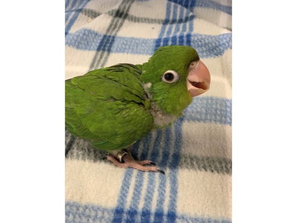 Cherry Headed Conure BIRD Male 2238 Petland Norwin, PA