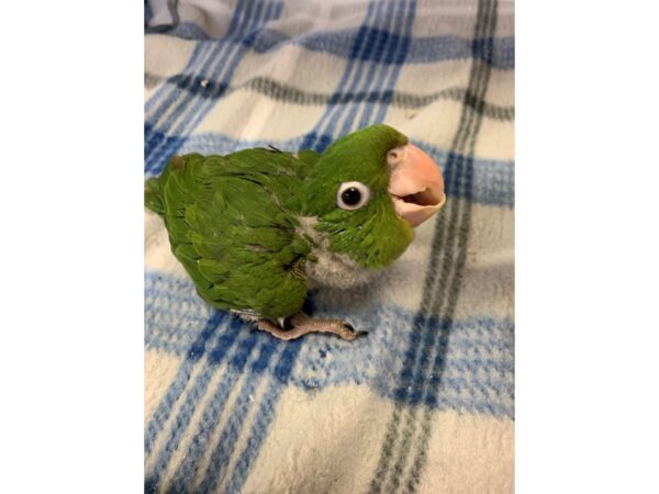 Cherry Headed Conure BIRD Male 2241 Petland Norwin, PA