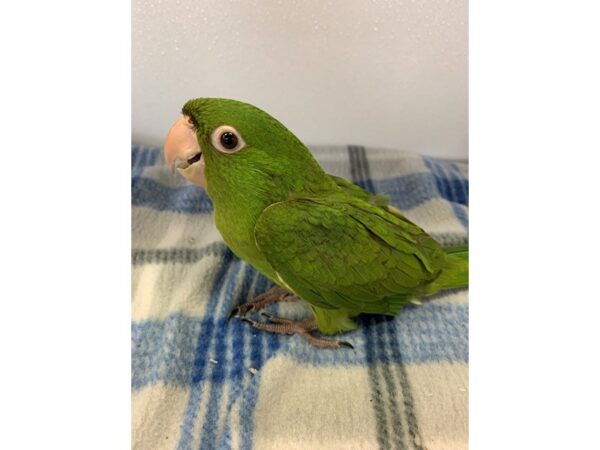 Cherry Headed Conure BIRD Male 2242 Petland Norwin, PA