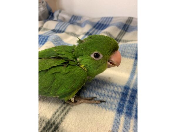 Cherry Headed Conure BIRD Male 2239 Petland Norwin, PA