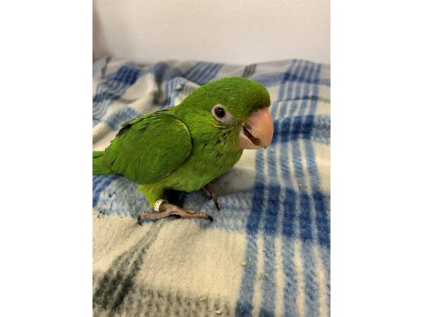 Cherry Headed Conure BIRD Male 2240 Petland Norwin, PA