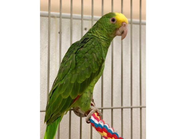 Double Yellow Headed Amazon BIRD Male 2234 Petland Norwin, PA