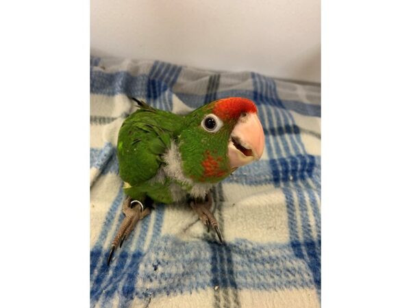 Mitred Conure-BIRD-Male--2235-Petland Norwin, PA