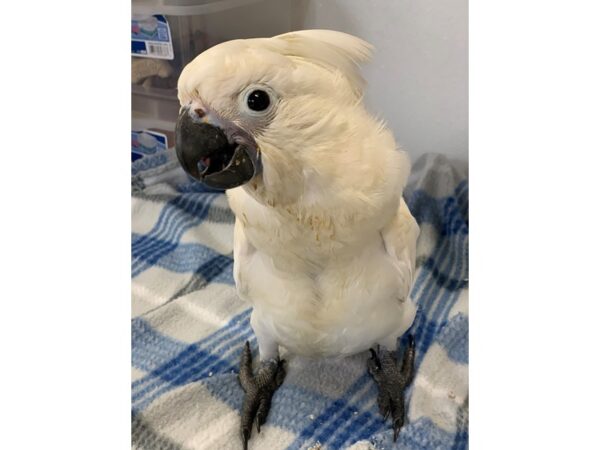 Umbrella Cockatoo-BIRD-Male--2244-Petland Norwin, PA