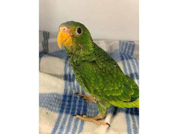 Yellow Lored Amazon BIRD Male 2245 Petland Norwin, PA