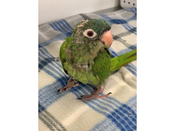 Blue Crowned Conure BIRD Male 2236 Petland Norwin, PA