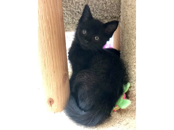 Domestic Short Hair CAT Male black 2247 Petland Norwin, PA