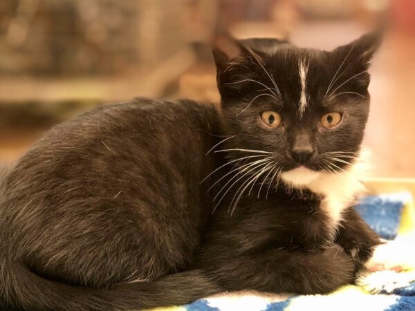 Domestic Short Hair CAT Male black w/ white tipped ears 2249 Petland Norwin, PA