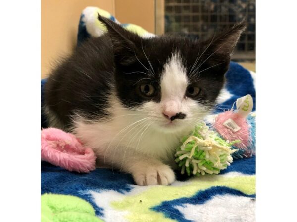 Domestic Short Hair CAT Female black and white smudge near nose 2248 Petland Norwin, PA