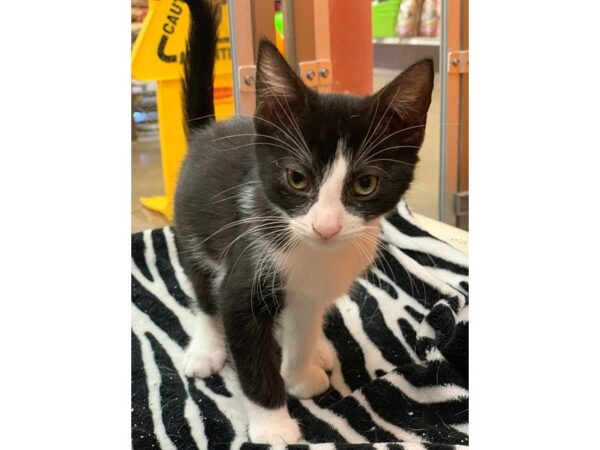 Domestic Short Hair CAT Male black and white 2252 Petland Norwin, PA