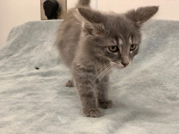 Domestic Medium Hair-CAT-Male-Gray-2253-Petland Norwin, PA