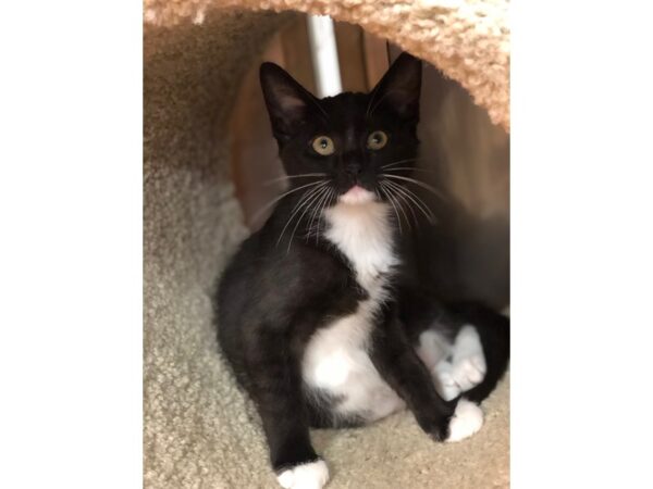 Domestic Short Hair CAT Male 2251 Petland Norwin, PA