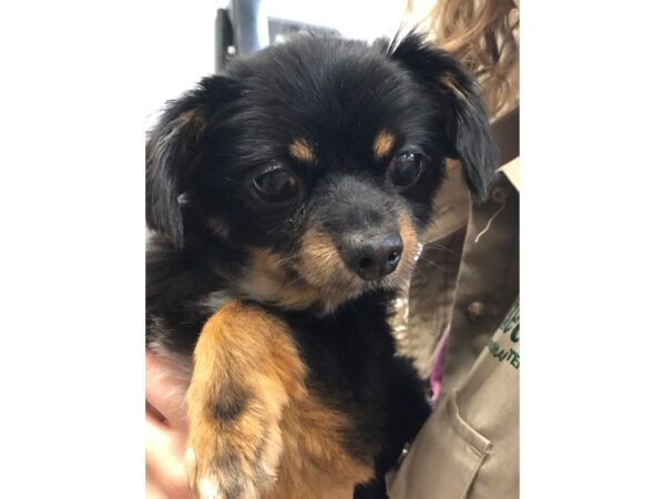 Chihuahua Mix DOG Female Black and Tan 2265 Petland Norwin, PA