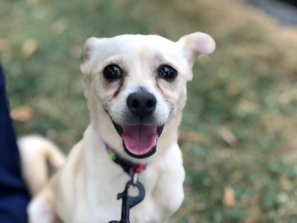 Adopt a Pet Chihuahua Mix DOG Male white and black 2264 Petland Norwin, PA