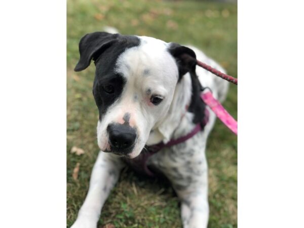 Lab Dalmatian DOG Female white and black 2254 Petland Norwin, PA