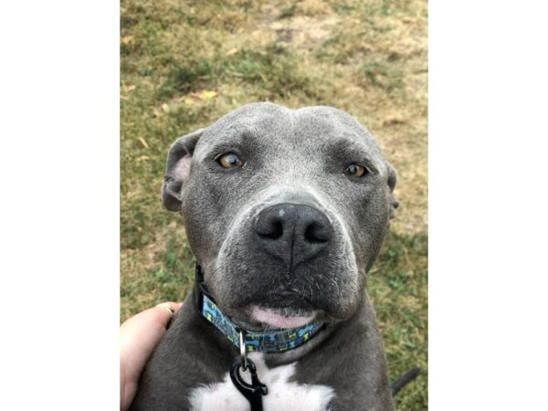 Pit Bull-DOG-Female-Blue-2255-Petland Norwin, PA