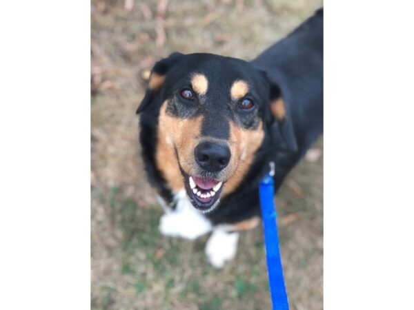 Bassett Mix DOG Male black and brown 2257 Petland Norwin, PA