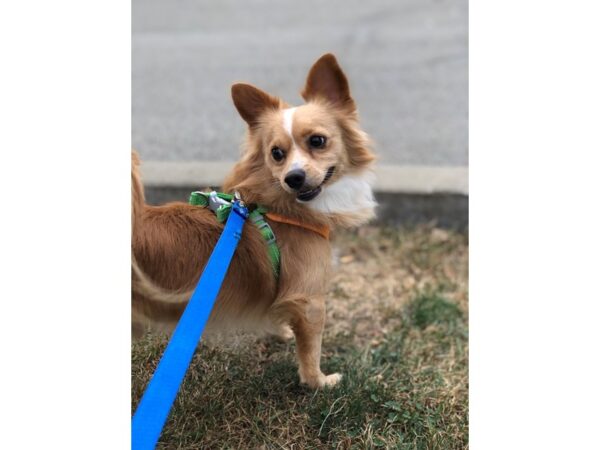 Chihuahua DOG Male tan and white 2263 Petland Norwin, PA