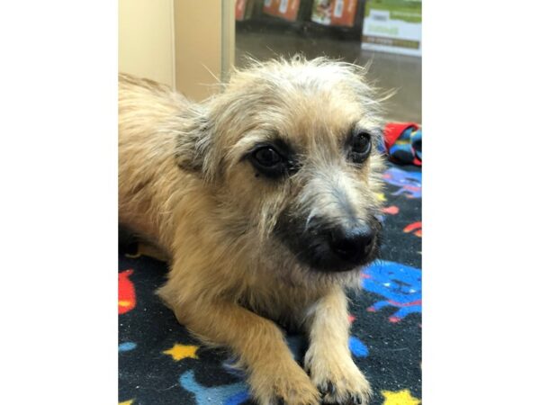 Terrier Mix DOG Male Brown and Black 2266 Petland Norwin, PA