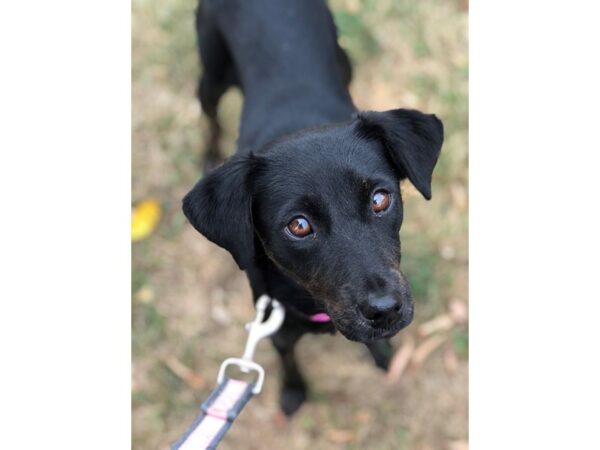 Chihuahua Mix DOG Female black and brown 2261 Petland Norwin, PA