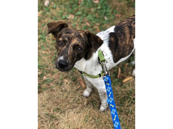 Rat Terrier Mix DOG Female tri 2262 Petland Norwin, PA