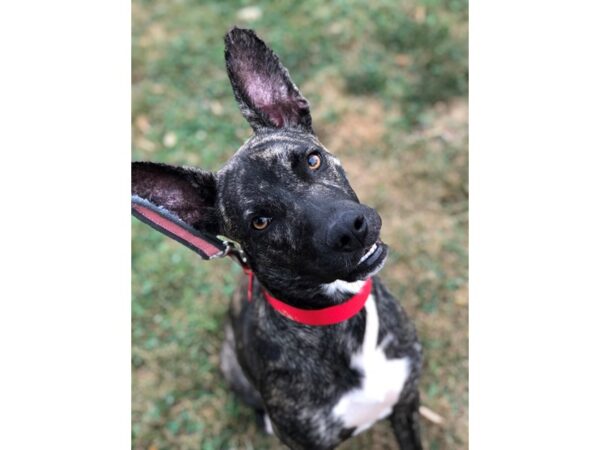 German Shepherd Mix-DOG-Female-Tri-2256-Petland Norwin, PA