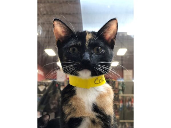 Domestic Short Hair CAT Female Calico 2287 Petland Norwin, PA