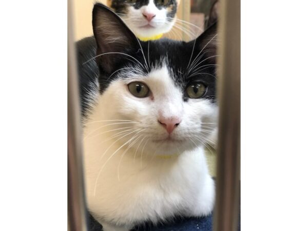 Domestic Short Hair CAT Male Black and White 2290 Petland Norwin, PA