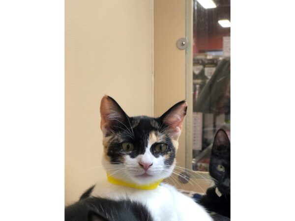 Domestic Short Hair CAT Female Calico 2288 Petland Norwin, PA