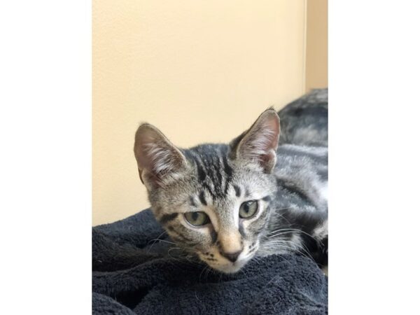 Domestic Short Hair CAT Male Tabby 2295 Petland Norwin, PA