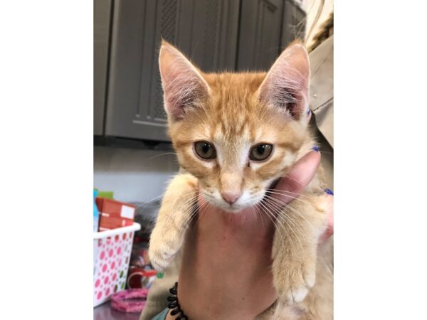 Domestic Short Hair CAT Female Orange 2292 Petland Norwin, PA