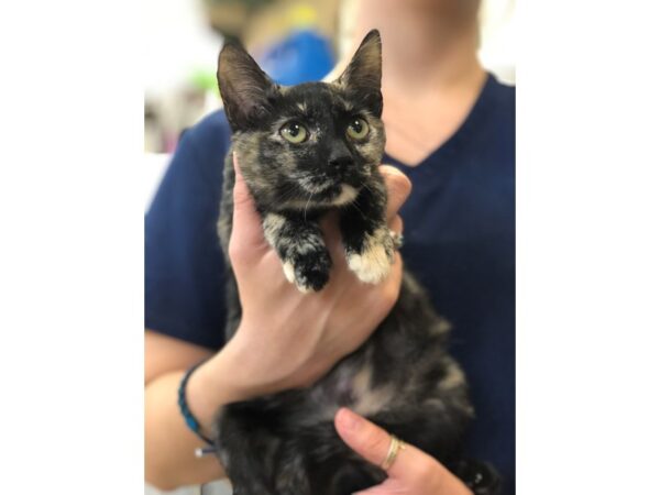 Domestic Short Hair CAT Female Tortie 2296 Petland Norwin, PA