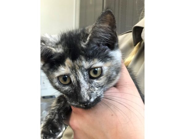 Domestic Short Hair CAT Female Black and White 2291 Petland Norwin, PA