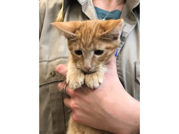 Domestic Short Hair CAT Female Orange 2294 Petland Norwin, PA