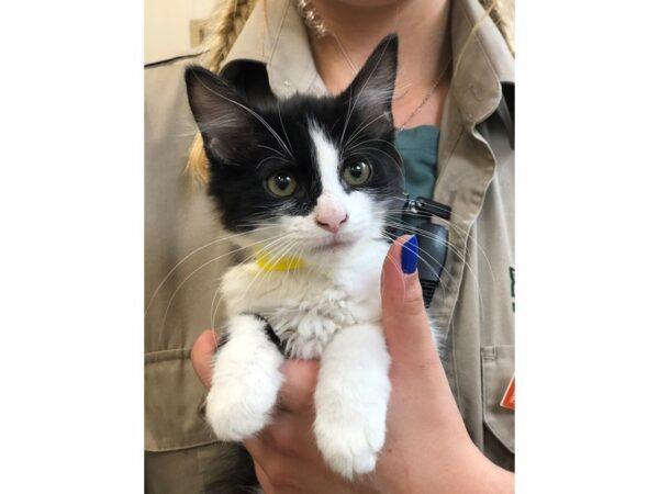 Domestic Short Hair CAT Female Tortie 2293 Petland Norwin, PA