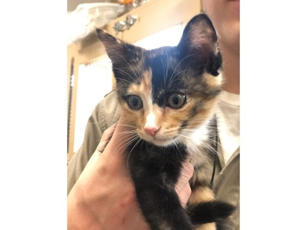 Domestic Short Hair CAT Female Calico 2297 Petland Norwin, PA