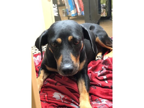 shepherd mix-DOG-Female-black and brown-2258-Petland Norwin, PA