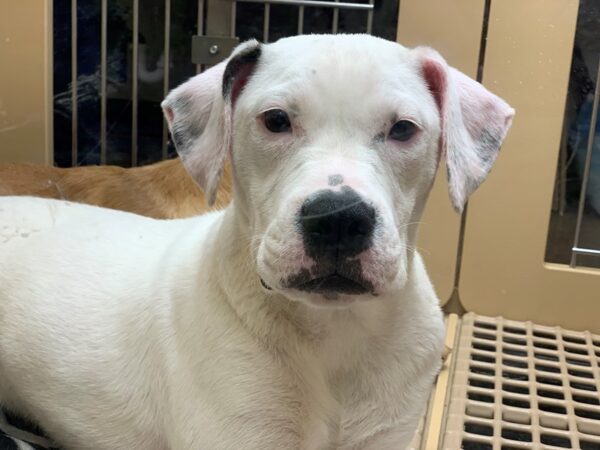 American Bulldog/Lab DOG Female White 2270 Petland Norwin, PA