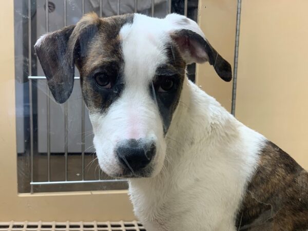 Lab Mix DOG Female White and Brindle 2277 Petland Norwin, PA