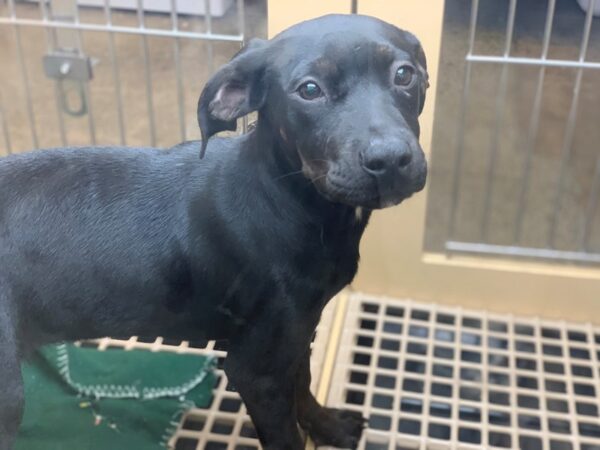 Lab Mix DOG Female Black 2279 Petland Norwin, PA