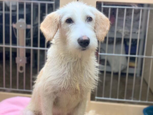 Terrier Mix DOG Female White 2273 Petland Norwin, PA