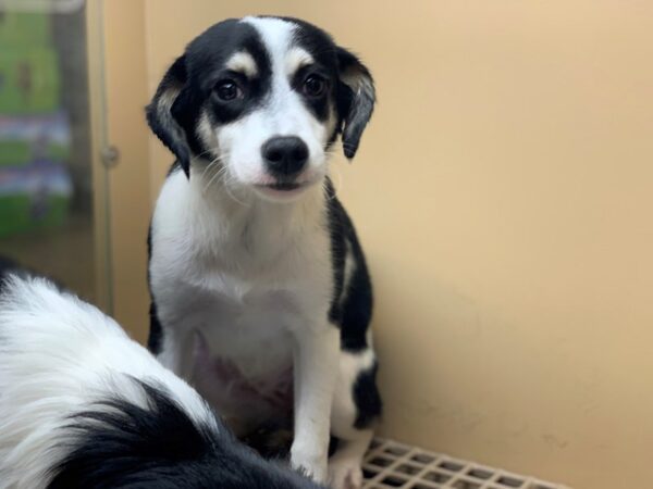 Border Collie Mix DOG Female Black and White 2275 Petland Norwin, PA