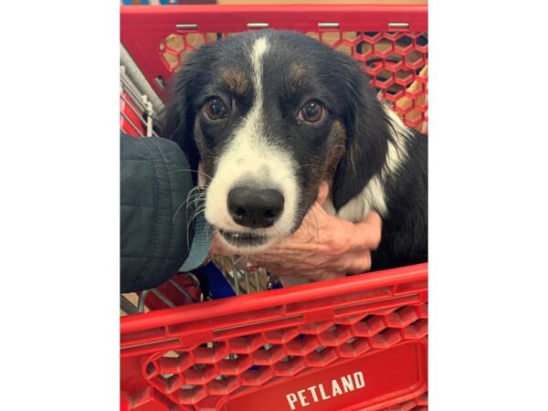 Border Collie Mix DOG Female Black and White 2276 Petland Norwin, PA