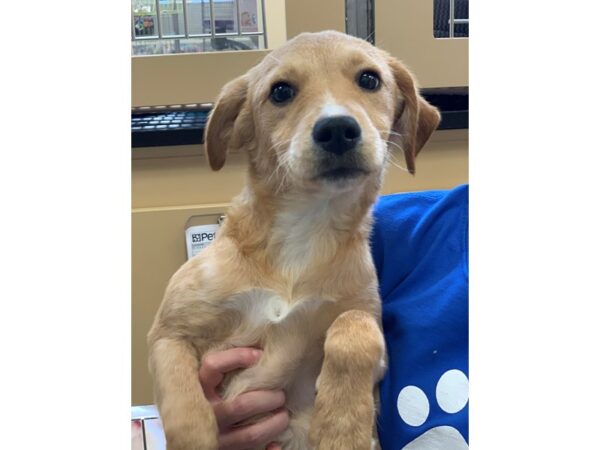 Labrador Mix-DOG-Female-Brown-2271-Petland Norwin, PA