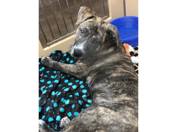 Lab Mix-DOG-Female-Brindle and White-2281-Petland Norwin, PA