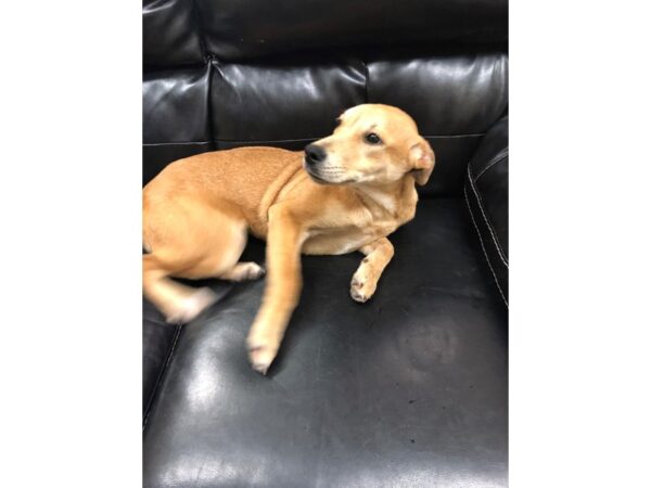 Hound Mix-DOG-Female-Brown-2269-Petland Norwin, PA