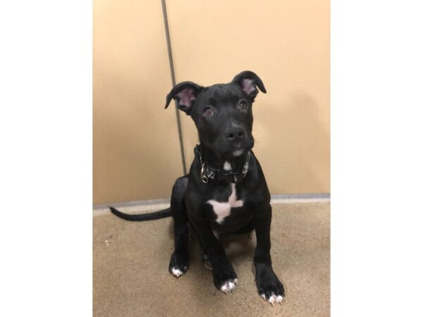 Lab Mix DOG Male Black 2283 Petland Norwin, PA