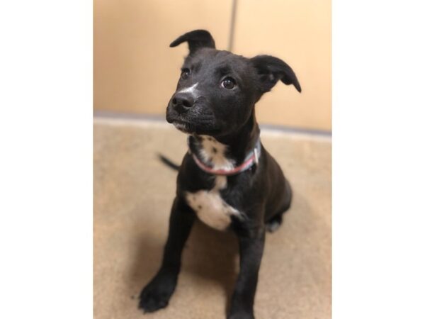 Lab Mix DOG Female Black and White 2282 Petland Norwin, PA