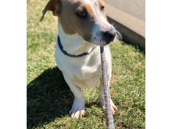 Basset Hound Mix DOG Male Brown and White 2267 Petland Norwin, PA