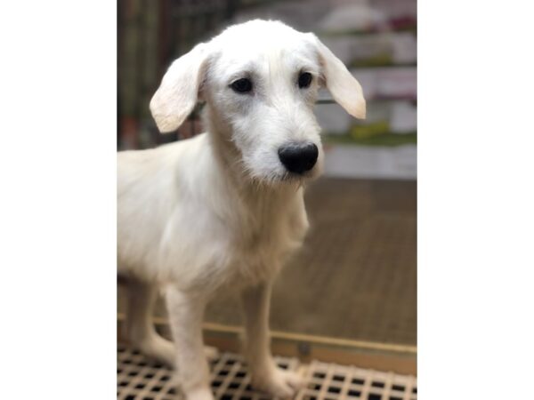 Terrier Mix DOG Male White 2272 Petland Norwin, PA